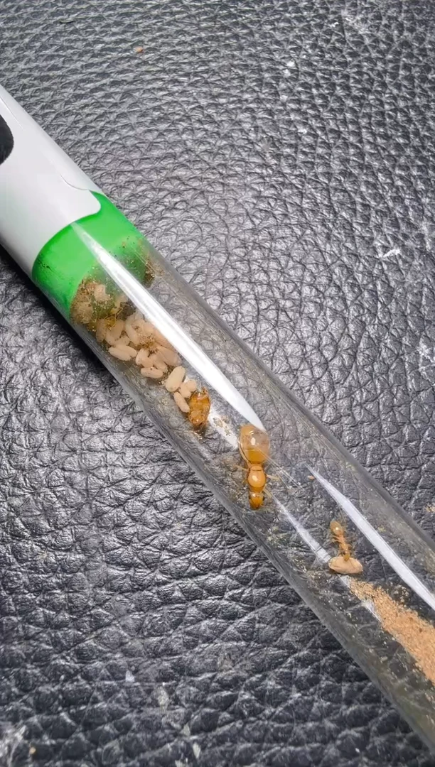 蚂蚁工坊280号纳