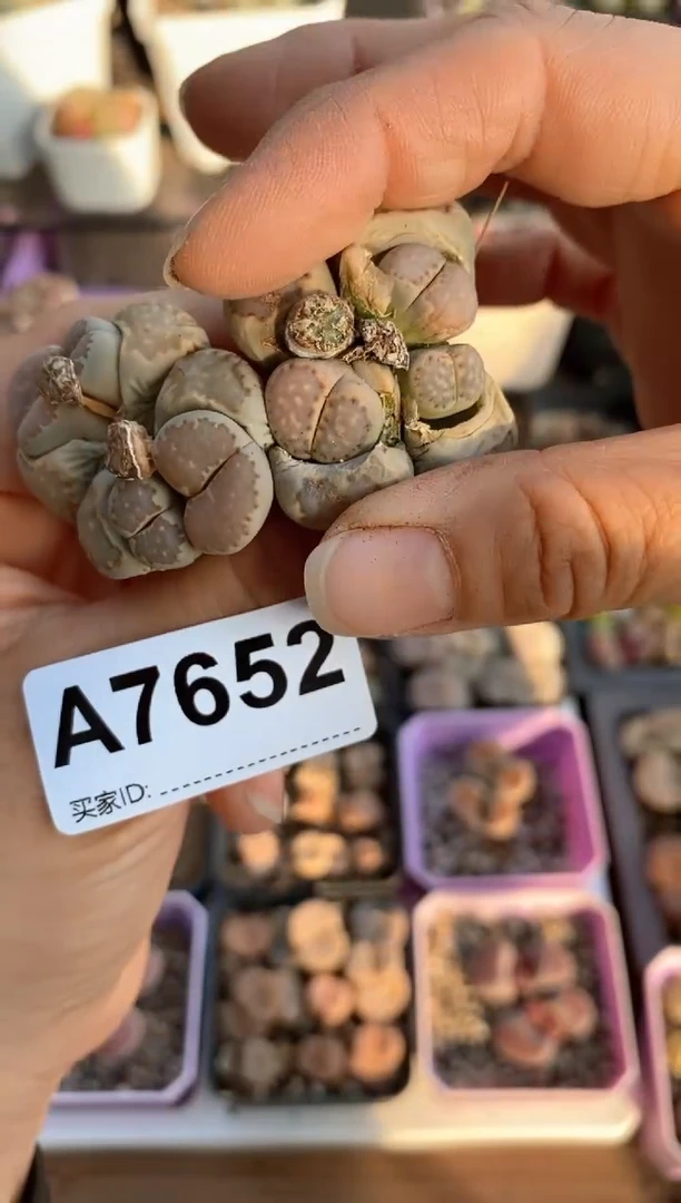 【闪购商品】7652直播一物一拍