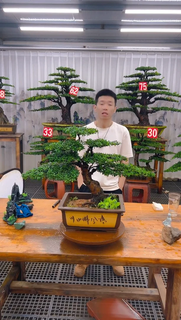 无花朵精品盆景直播间一物一拍