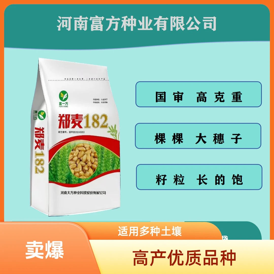 高产小麦品种郑麦新秀郑麦182大群体大穗子稳产抗病形小麦