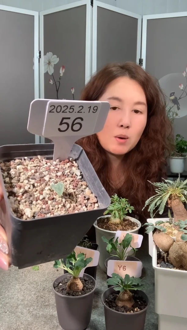 【闪购商品】棉花糖雾冰玉2.19.56