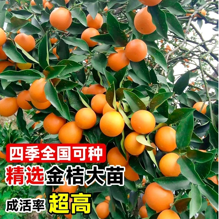 金桔树苗盆栽带果一年四季盆栽可食用盆栽地栽南方北方种植特大苗