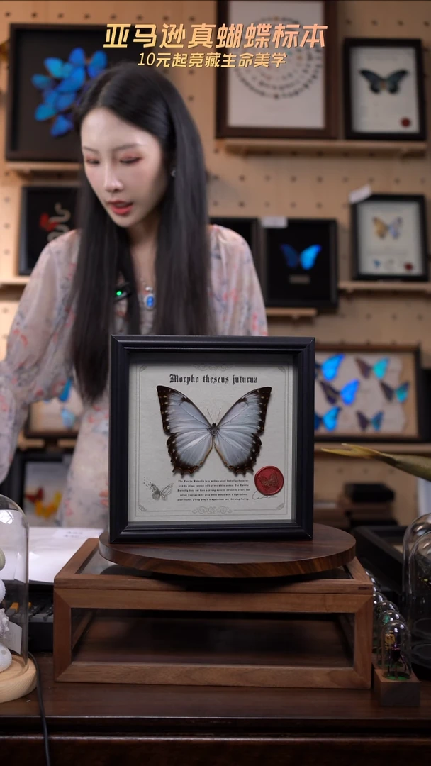 蝴蝶标本摆件竞拍a36