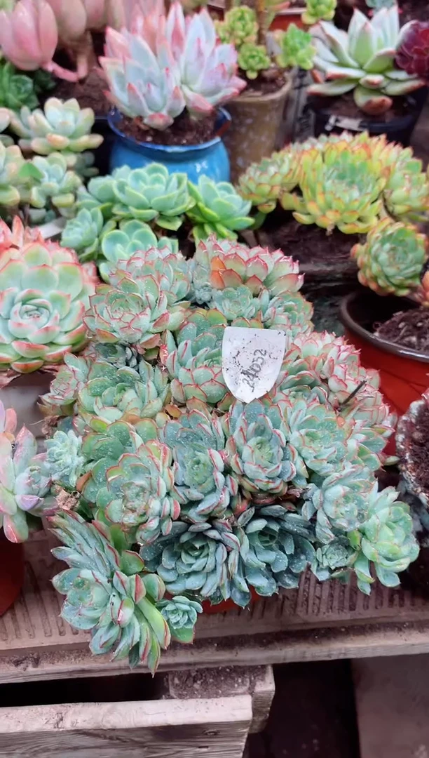 望*24052多肉植物一物一拍