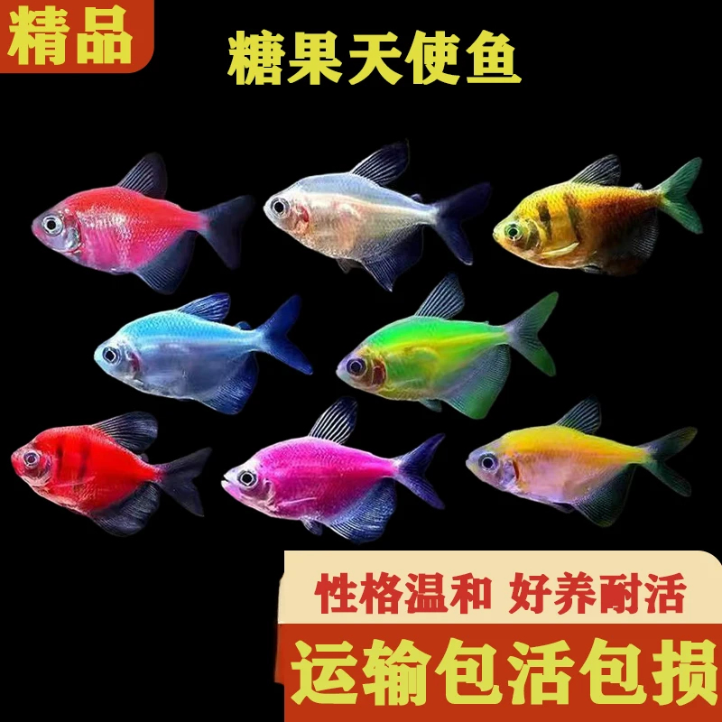 彩色天使鱼热带观赏鱼小型群游鱼好养耐活不打氧淡水鱼草缸活体鱼