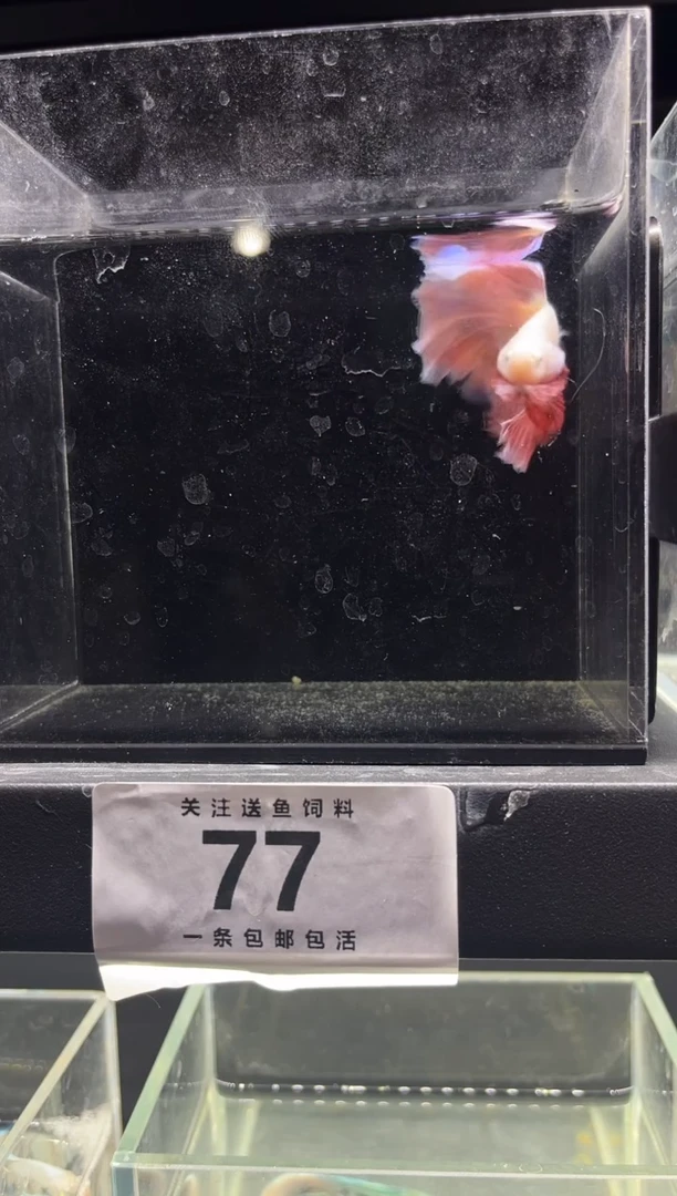 斗鱼直播竞拍链接77