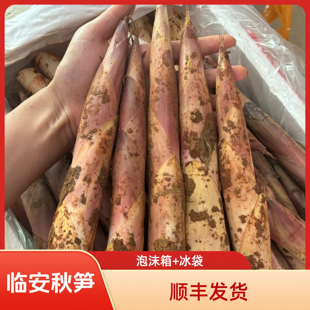 2025秋笋鲜竹笋雷笋现挖临安天目山雷笋野生小笋新鲜菜