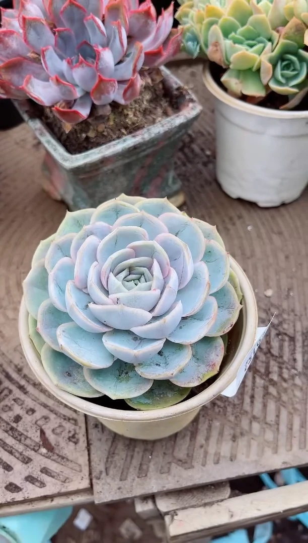 香****）26152多肉植物一物一拍