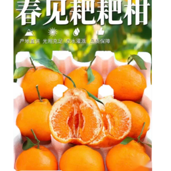 四川春见耙耙柑新鲜现摘脆甜多汁整箱包邮