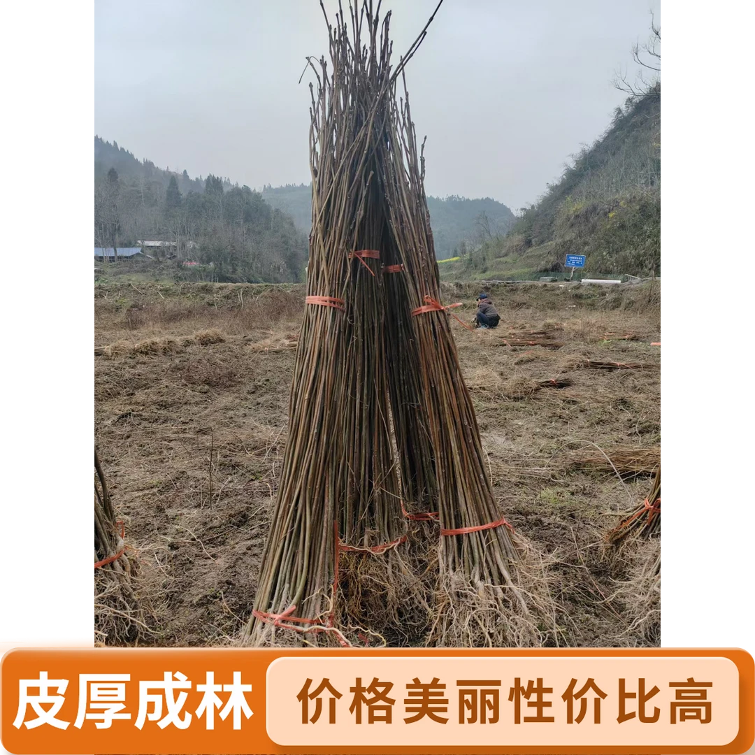 厚皮川黄柏苗  大叶红筋川黄柏苗  贵州厚皮川黄柏苗优质种植之选