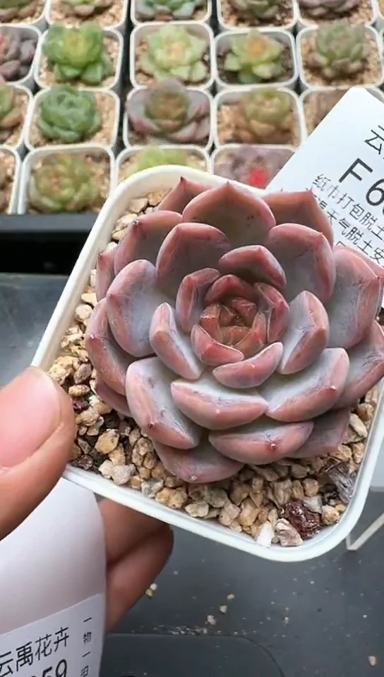 657F云禹多肉植物 默认脱土纸巾打包 3颗包邮