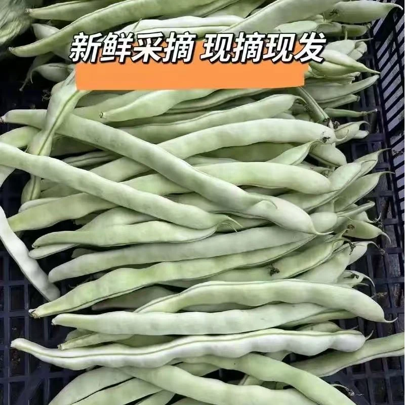 白不老豆角1-3斤自家菜地种植自然成熟现采现摘
