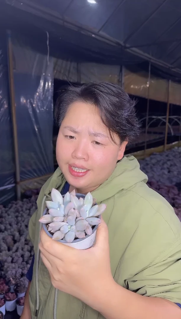 哥特萝莉带盆土  8