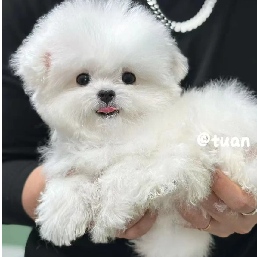 【狗不理团韩系小体比熊】定金链接（拍下不退）