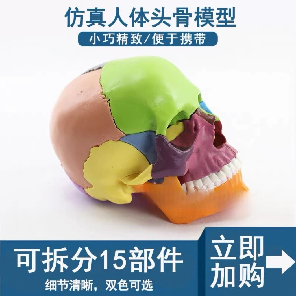 医学可拆分卸15部件1:2人体彩色头骨模型头颅骷髅头艺用医用口腔