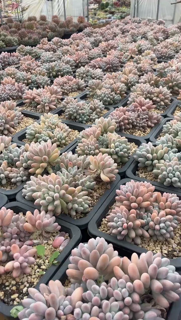 汤圆