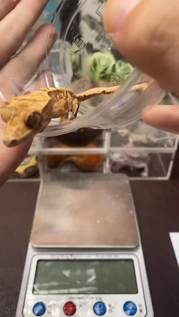 睫角守宫鳞与尾 Scale Tail 爬宠HJ9