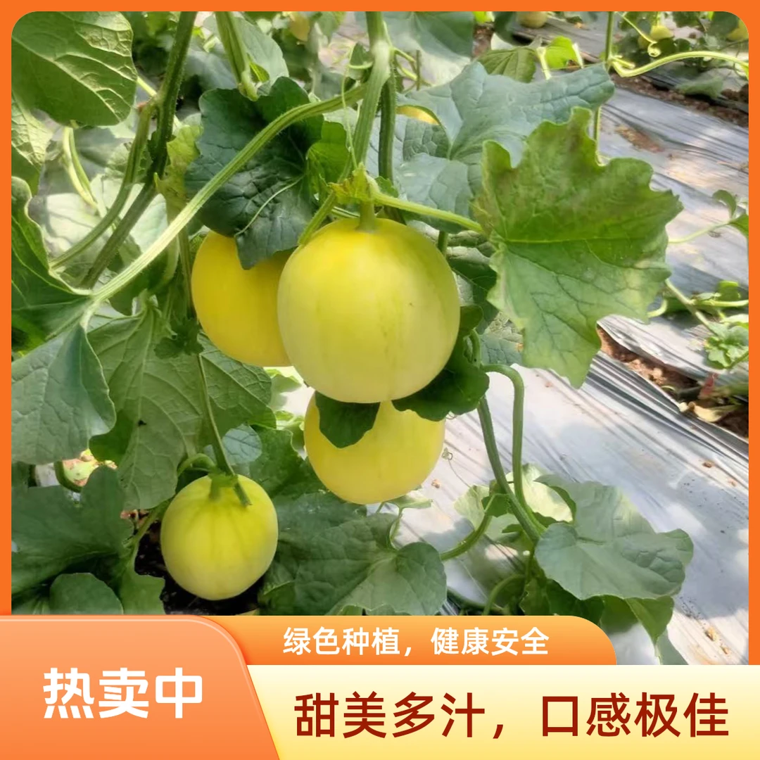 山东产地直发头茬小蜜蜂甜瓜蜜甜脆爽新鲜应季水果