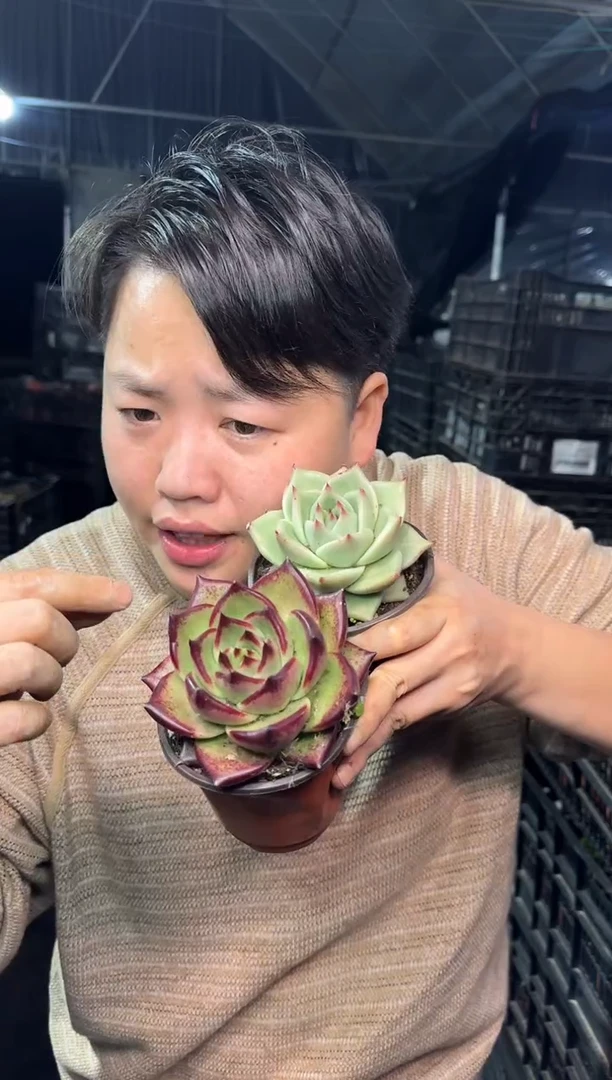 乌木系列随机（挑2个不同）6.88