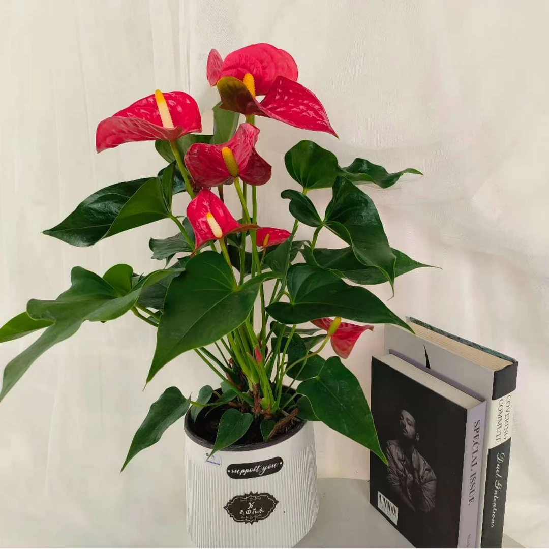 【阿里斯托】【粉皇冠】红掌花卉 (赠水培盆+颗粒肥）