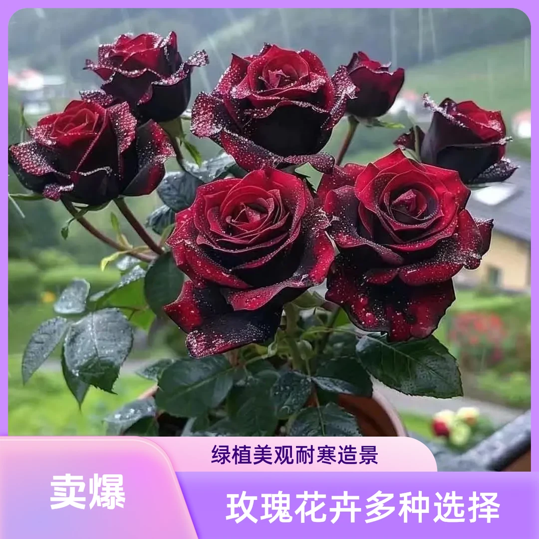 玫瑰爆款花卉大全绿植月季老桩根树苗盆栽茶室植物耐寒造景