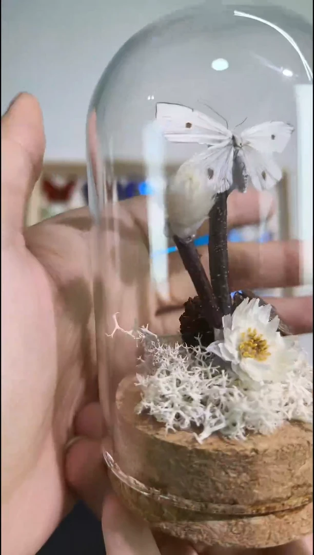 真蝴蝶标本一物一拍