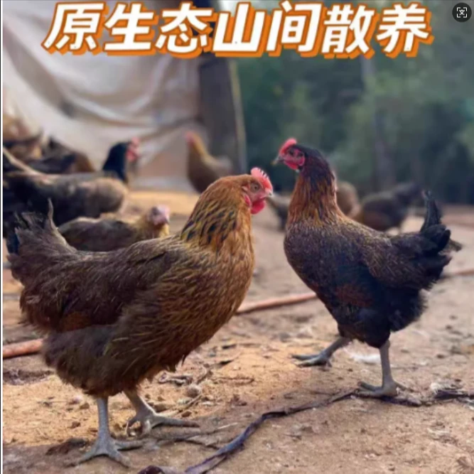 A【7送4】麻羽青脚鸡半斤产绿壳鸡蛋宠物鸡包邮