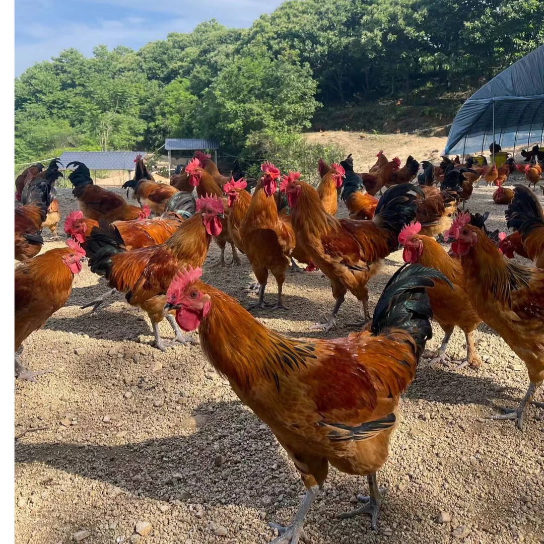 【现杀  公母混合】亿众源生态散养跑山鸡新鲜称重现杀京东冷链发货