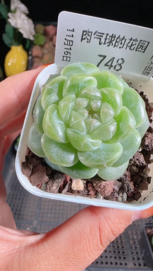 1116-748财富群生不包整