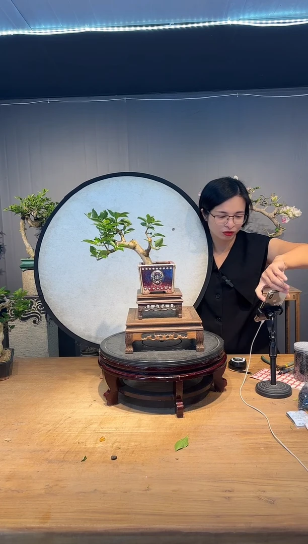 就不  小叶紫三角梅