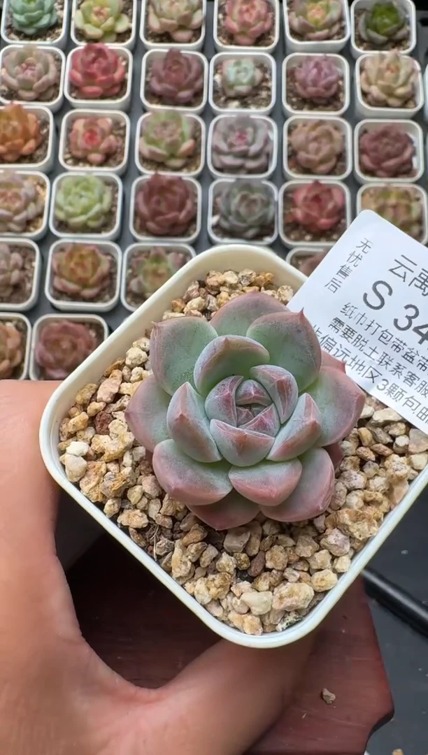 342S带盆土发 当场拍3颗以上包柚 多肉植物 一物一拍