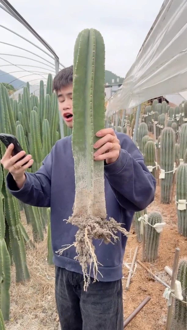 【闪购商品】【带根】30cm 量天尺