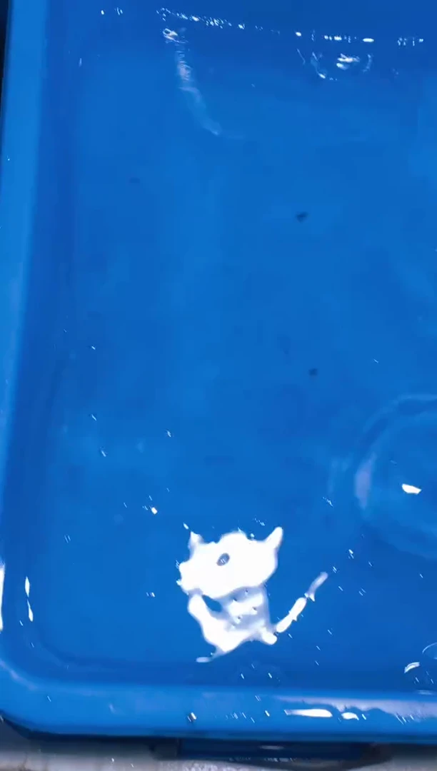 锦鲤兴行 云景锦鲤