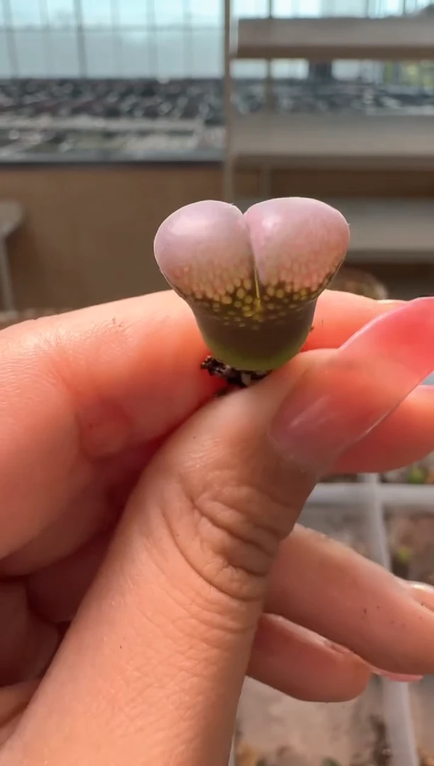 2-258多肉植物肉锥