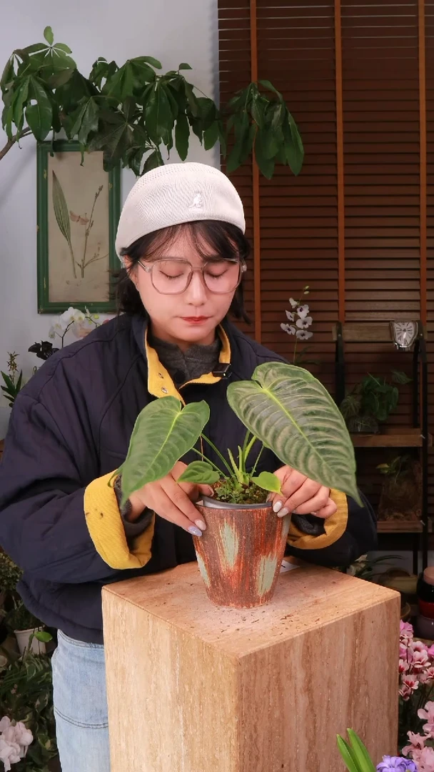 无花朵 火鹤王花烛  带盆 种好发货 顺丰包邮