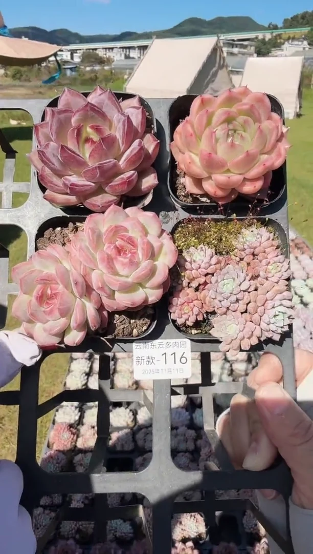 东云多肉园新款-116
