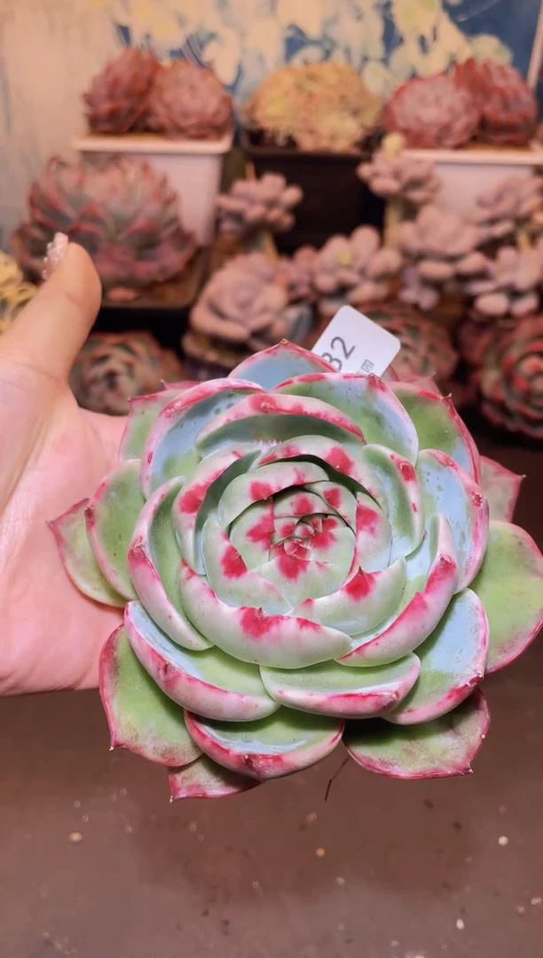 【闪购商品】182惊鸿仙子