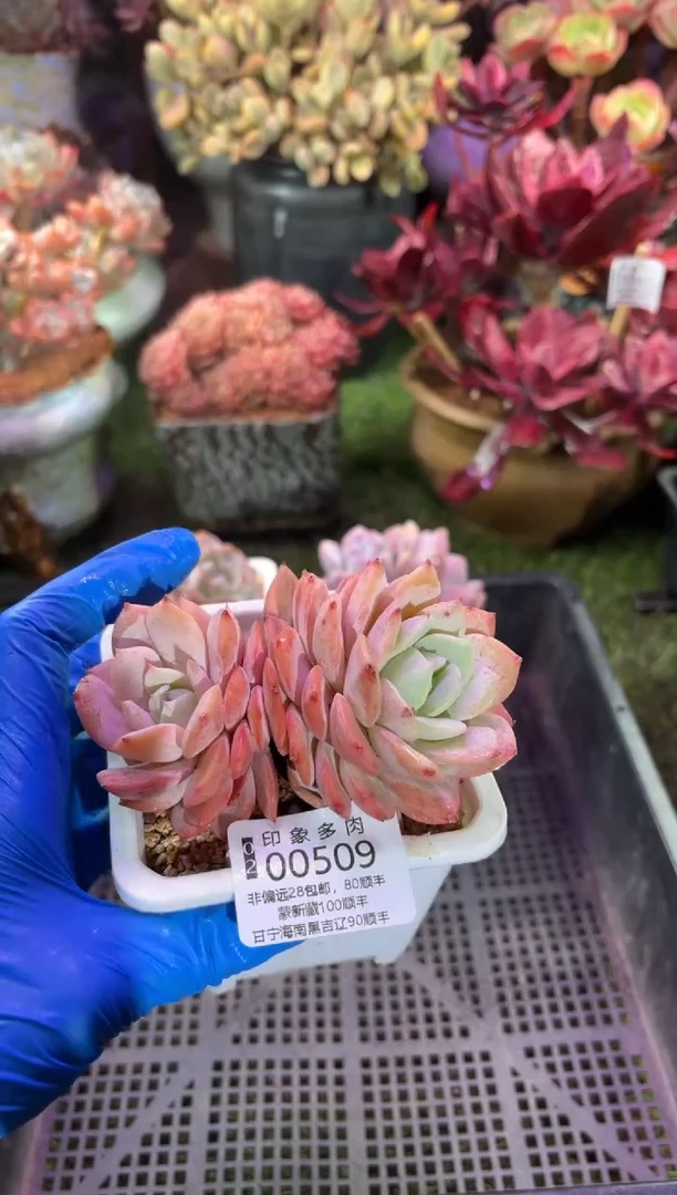 【闪购商品】00509