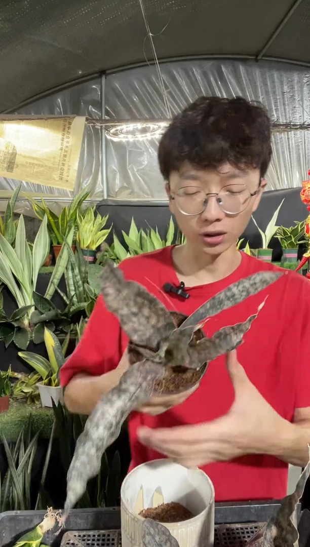 枯叶带盆土38.8..