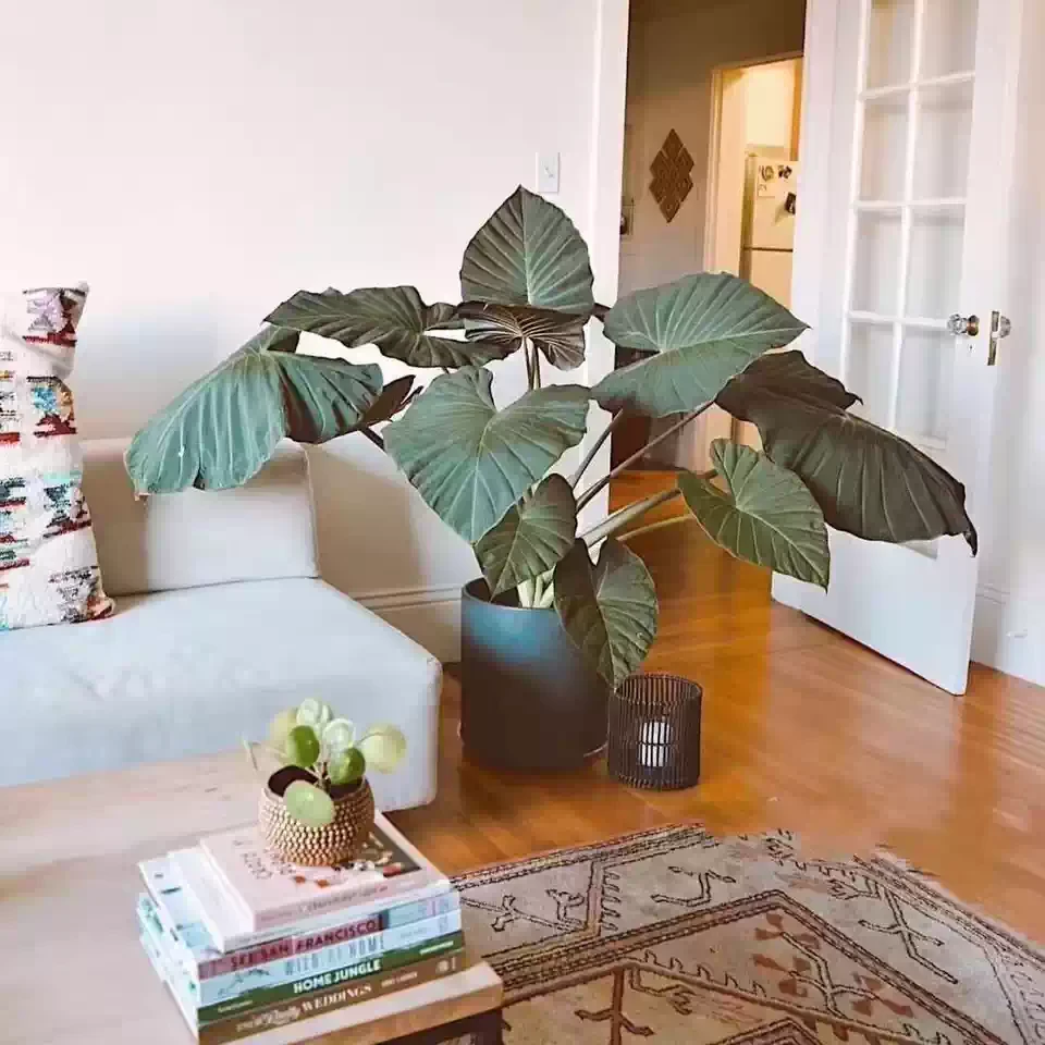 【帝王盾海芋】帝王盾海芋客厅阳台绿植盆栽室内热植网红好养活