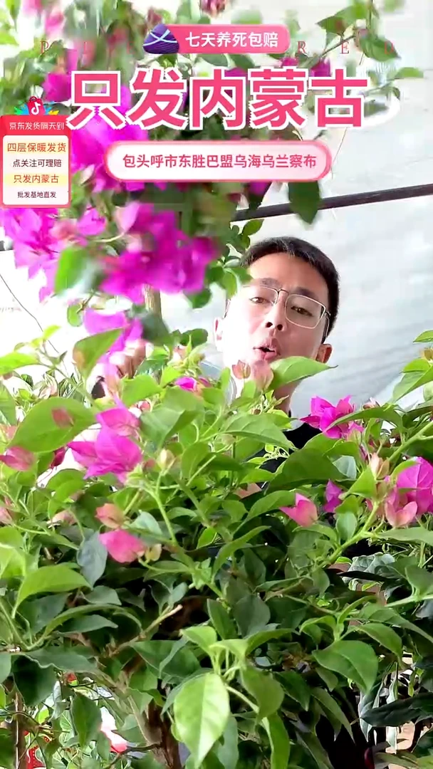 完全开放云南紫山角梅