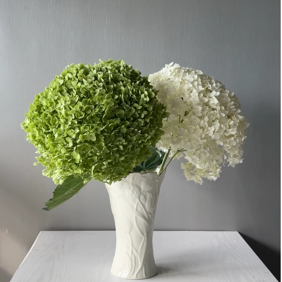 【安娜贝拉】安娜绣球长花期鲜花绿植永生绣球夏日花材可做干花顺丰