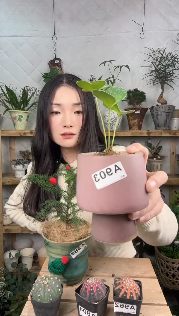 无花朵墨西哥铁苔藓球加盆一套903
