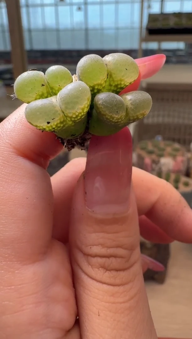 8-275多肉植物肉锥