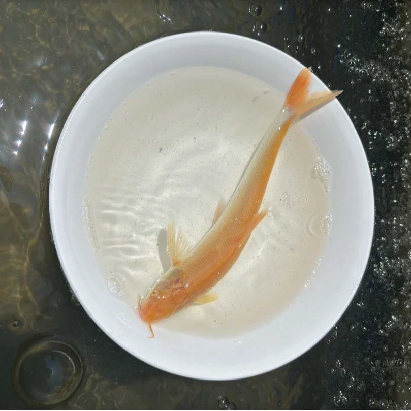 【活体】优质红眼银雪鱼（8-13cm）观赏鱼淡水鱼冷水鱼