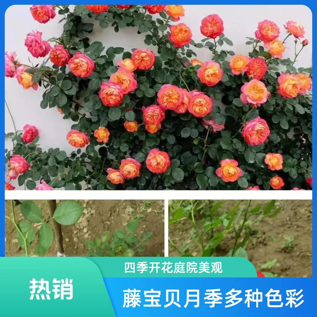 【藤宝贝】浪漫宝贝  藤本月季 爬藤藤蔓多季庭院庭院别墅阳台栽培