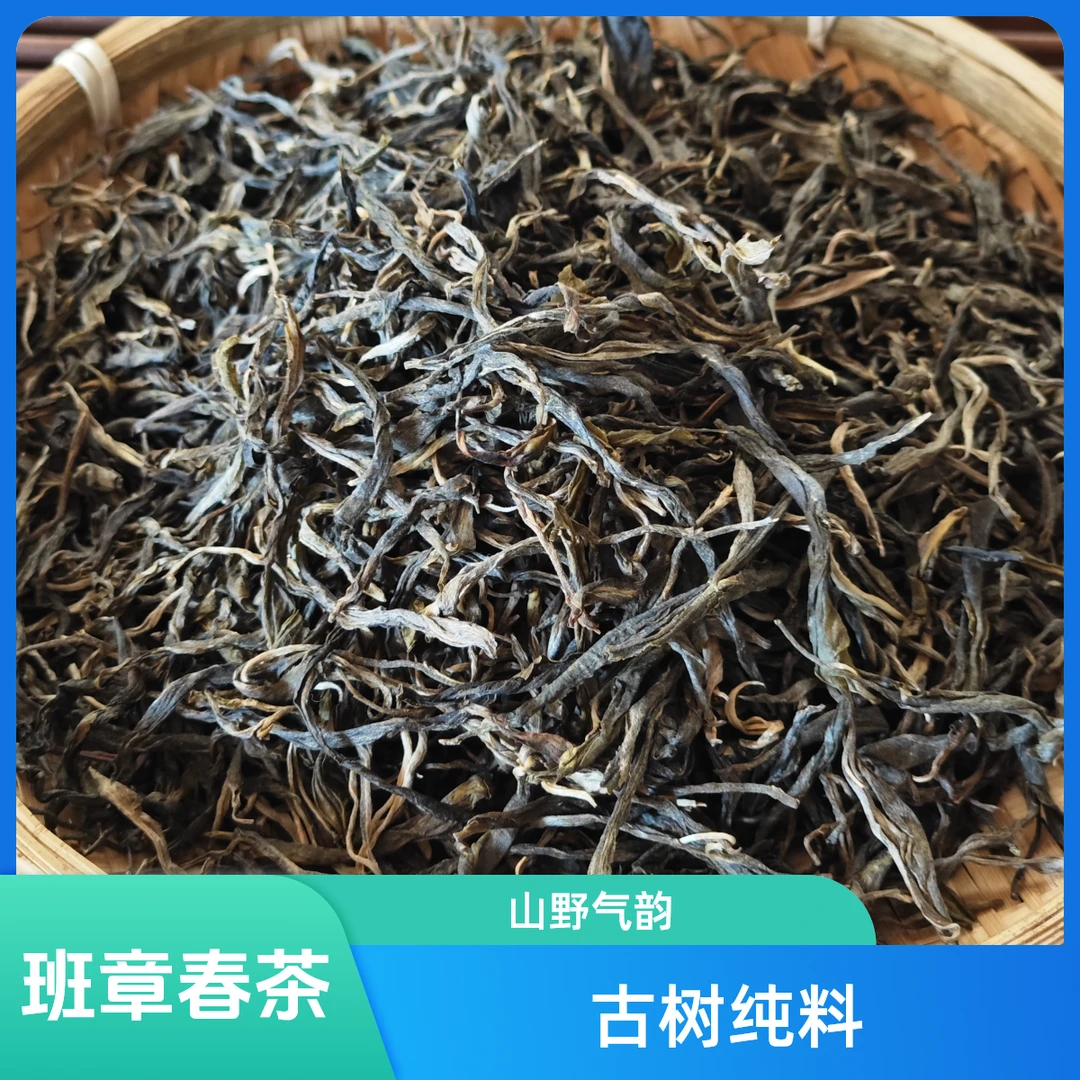 【2024年新班章春茶古树】古树纯料｜山野气韵｜ 茶农直销｜限量抢购