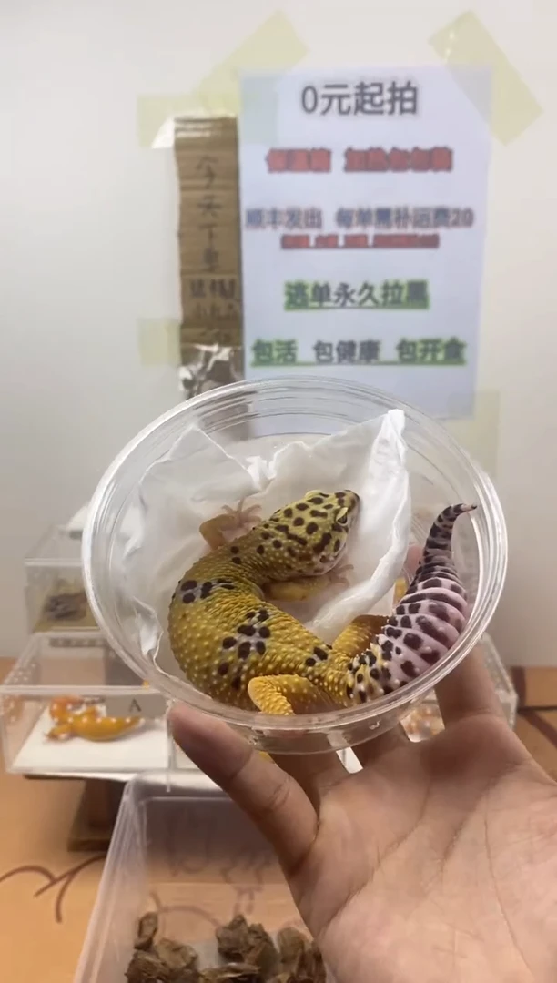 豹纹守宫豹纹守宫幼苗亚成体成体肥尾