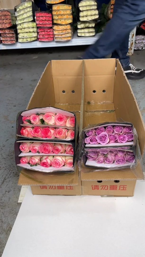 紫霞20枝+爱莎20枝