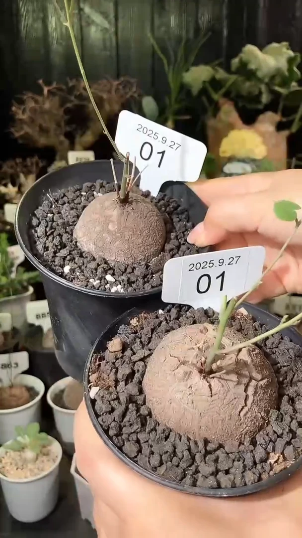 1号927福利南非龟甲龙买1个送1个